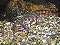 Ambystoma tigrinum mavortium1