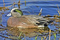 American Wigeon