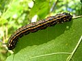 Anisota senatoria