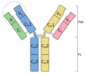 Antibody basic unit