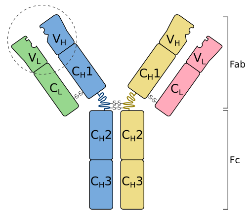 Antibody basic unit