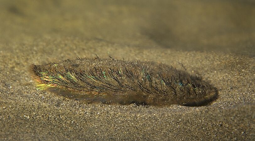 Aphrodita aculeata (Sea mouse)