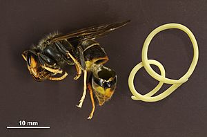 Asian Hornet (Vespa velutina) & Mermithid nematode (black background)