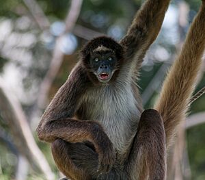 Ateles hybridus from Venezuela 10
