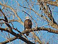 Bald Eagle-Burnsville-2006-01-15