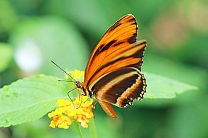 Banded orange heliconian (Dryadula phaetusa) male underside