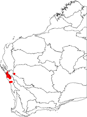 Banksia lindleyana map