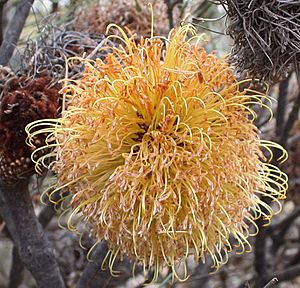 Banksia sphaerocarpa caesia Bendering