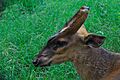 Barking Deer - Kolkata 2011-05-03 2409