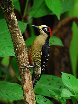 Black-cheeked Woodpecker
