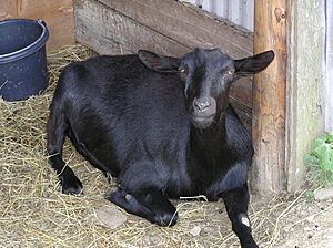 BlackOberhasli