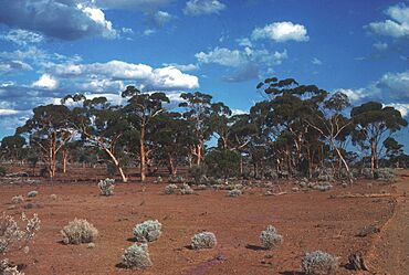 CSIRO ScienceImage 1633 Agnew Nickel Mine Site.jpg