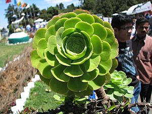 Cactus type of succulent plant