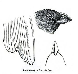 CamarhynchusHabeliPZSL1870