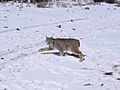 Canada lynx (6002291242)