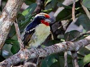 Capito niger - Black-spotted barbet (male); Manaus, Amazonas, Brazil.jpg