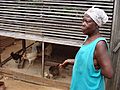Chicken farmer in Ghana (5926941911)