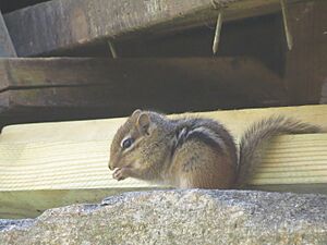 Chipmunk Eating