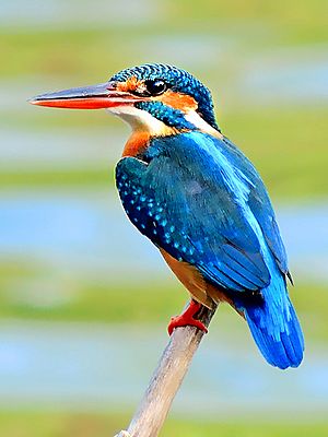 Common Kingfisher (Alcedo atthis) Photograph By Shantanu Kuveskar