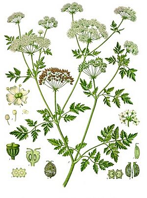 Conium maculatum - Köhler–s Medizinal-Pflanzen-191