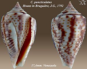 Conus puncticulatus 2.jpg