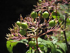 Cornus sessilis USFS-1.jpg