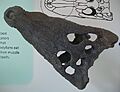 Crocodylus affinis AMNH 6177