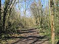 Crofton Wood path