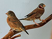 Cut-throat Finch RWD7