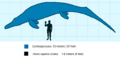 Cymboscale
