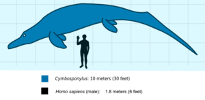 Cymboscale
