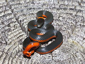 Diadophis punctatus occidentalis (Mendocino)