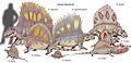Dimetrodon species2DB15