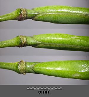 Diplotaxis tenuifolia sl22