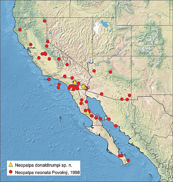 Distribution of Neopalpa species