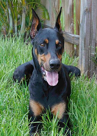 Dobermann Black and Tan "Vito"