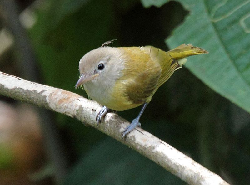 Dusky-capped Greenlet (Hylophilus hypoxanthus)