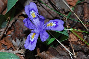 Dwarf Lake Iris (Iris lacustris) (4719619035)