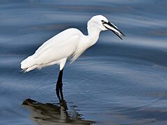Egret Fish 4 Muttukadu TN Jan22 D72 22581