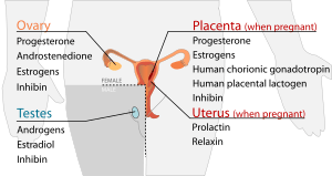 Endocrine reproductive system en