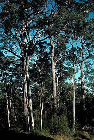 Eucalyptus longirostrata.jpg
