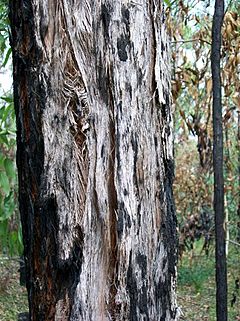 Eucalyptus oblonga bark Grosvenor Street