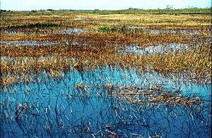 Everglades57(js)