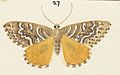 Fig 27 MA I437613 TePapa Plate-XIV-The-butterflies full (cropped)