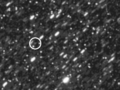 Fornjot-cassini