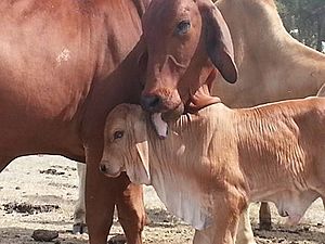 GTM Brahmans cow and calf