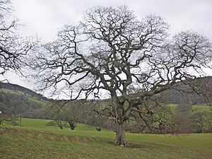 Geograph 3335780 Mature tree in Nettlecombe Park