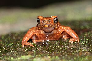 Ghatophryne rubigina 3.jpg