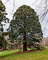 Giant Sequoia at Blithewold, Bristol, Rhode Island