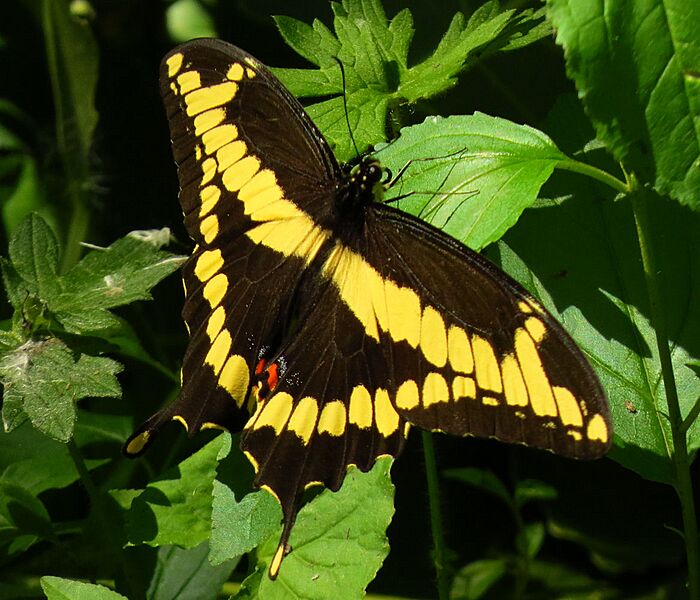 Giant Swallowtail, Shirleys Bay